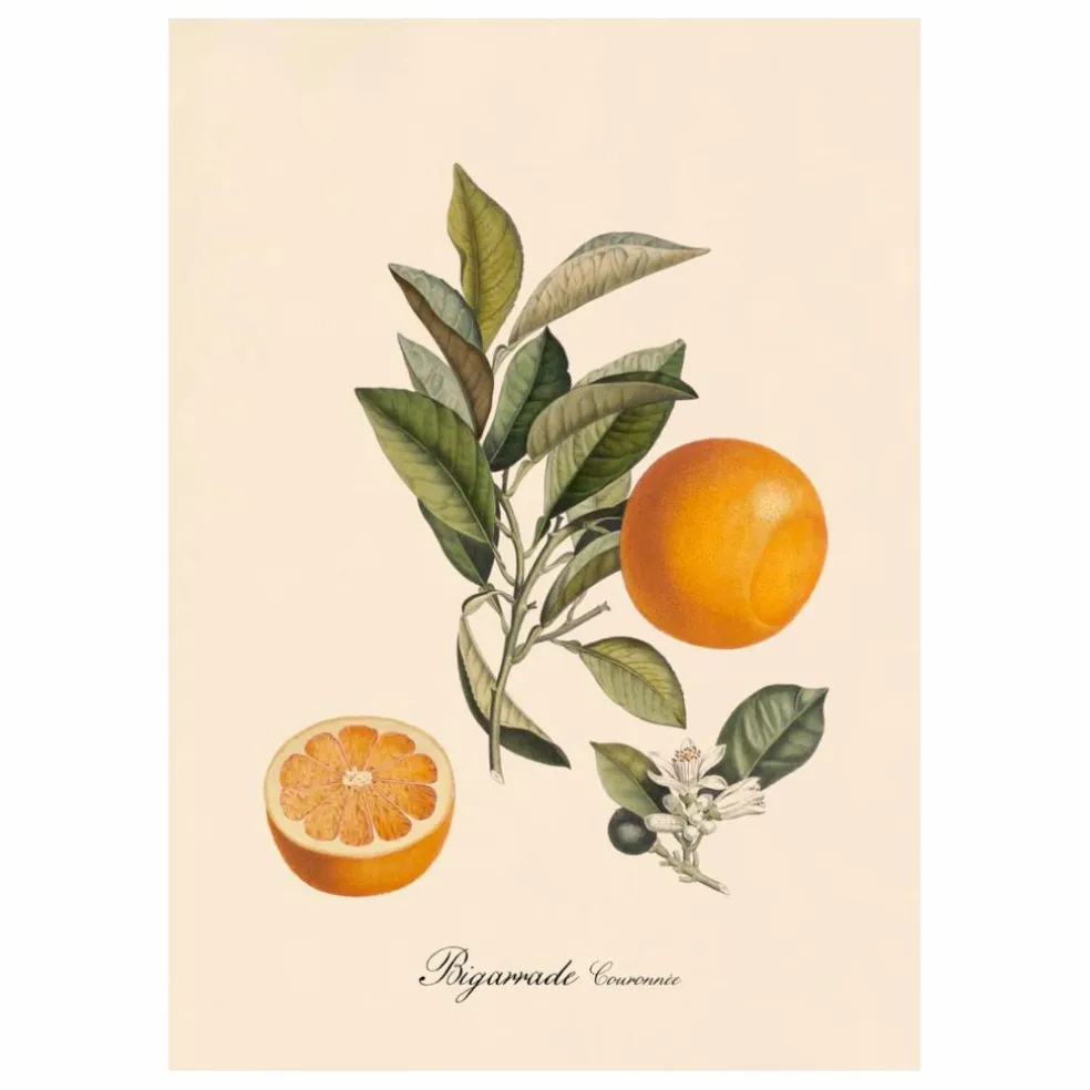 Affiche Bigarrade Couronnée