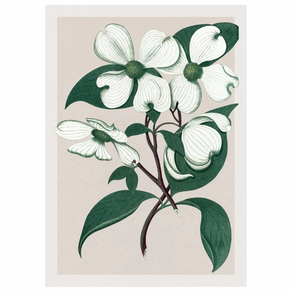 Affiche Cornus Florida