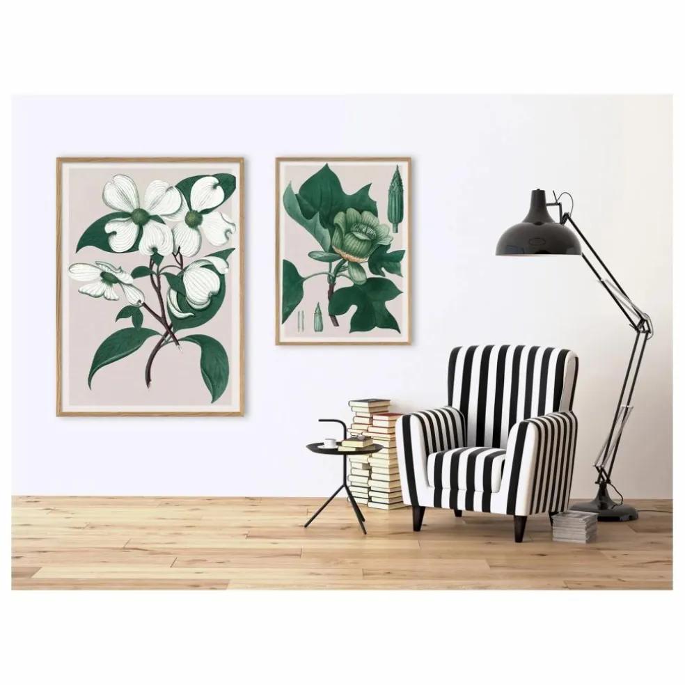 Affiche Cornus Florida