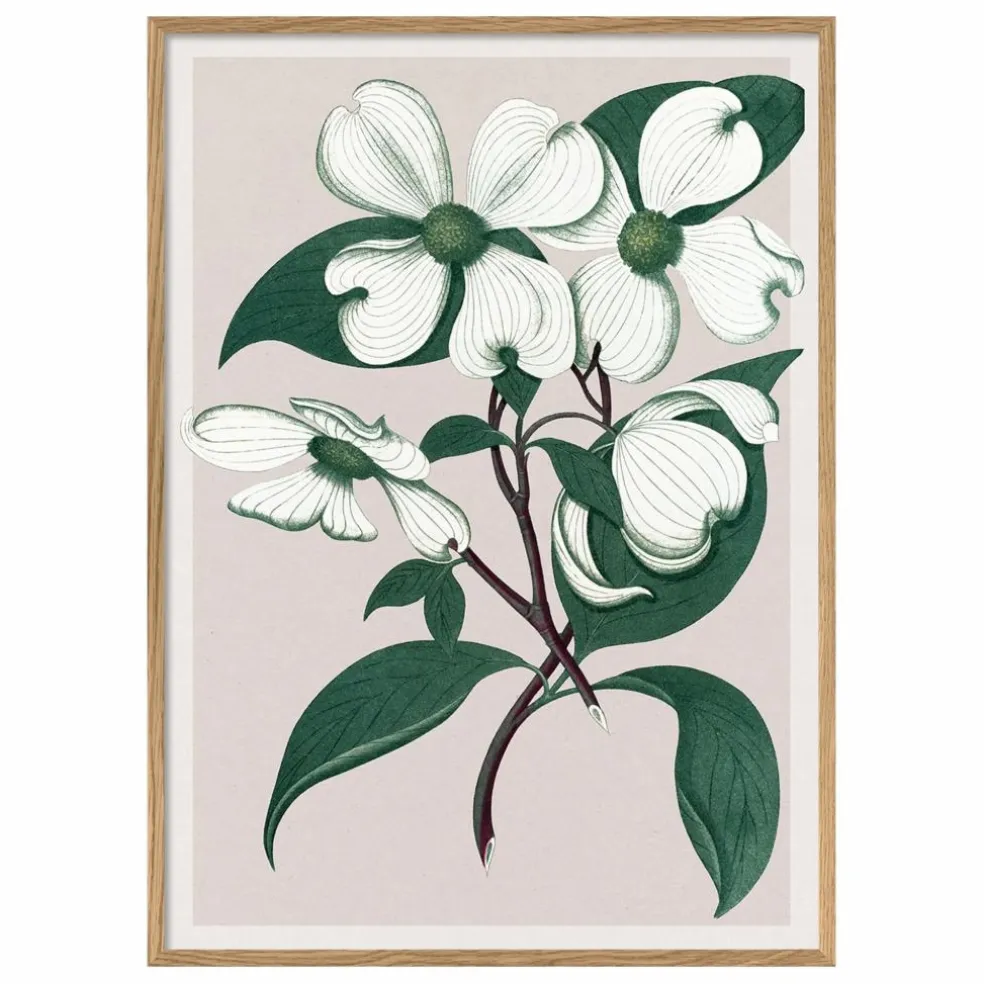 Affiche Cornus Florida