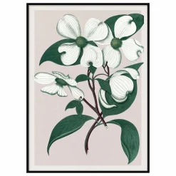Affiche Cornus Florida