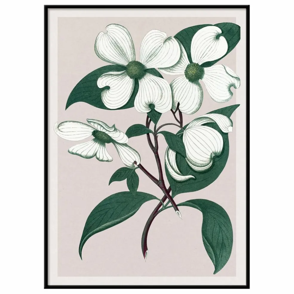 Affiche Cornus Florida
