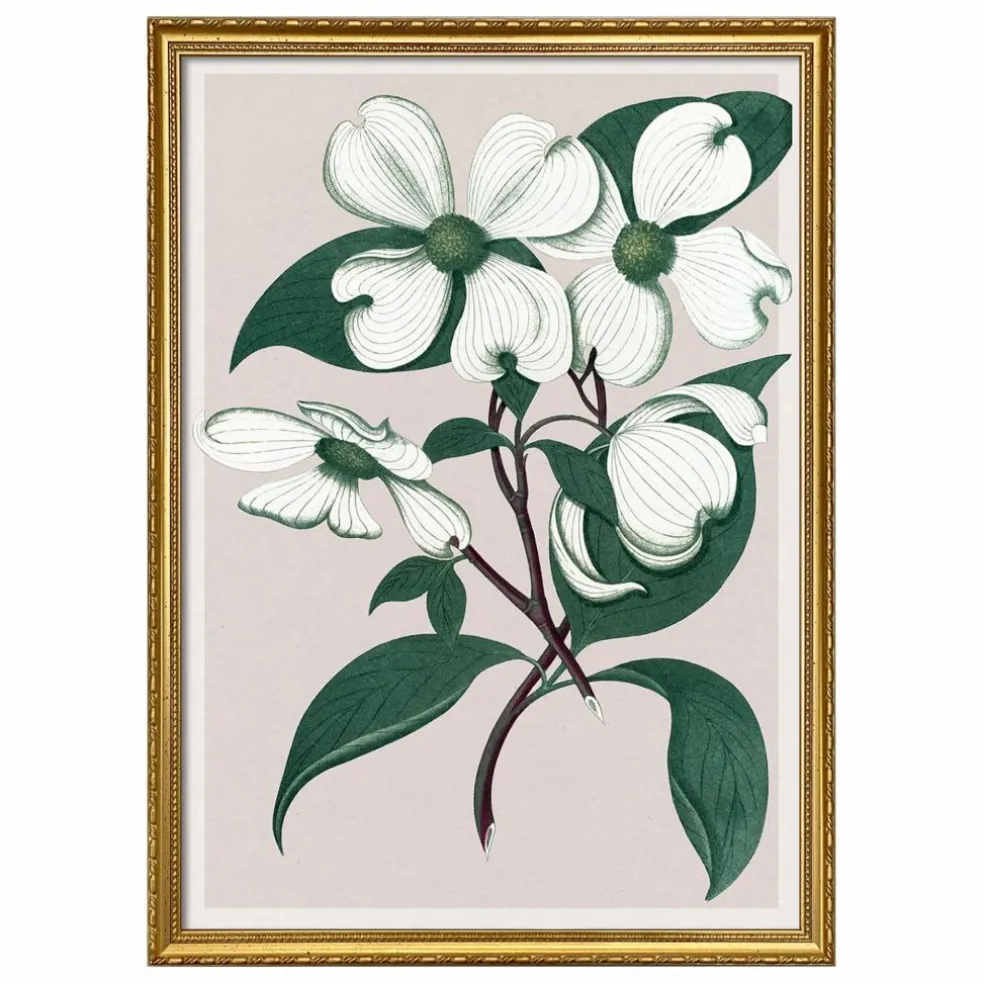 Affiche Cornus Florida