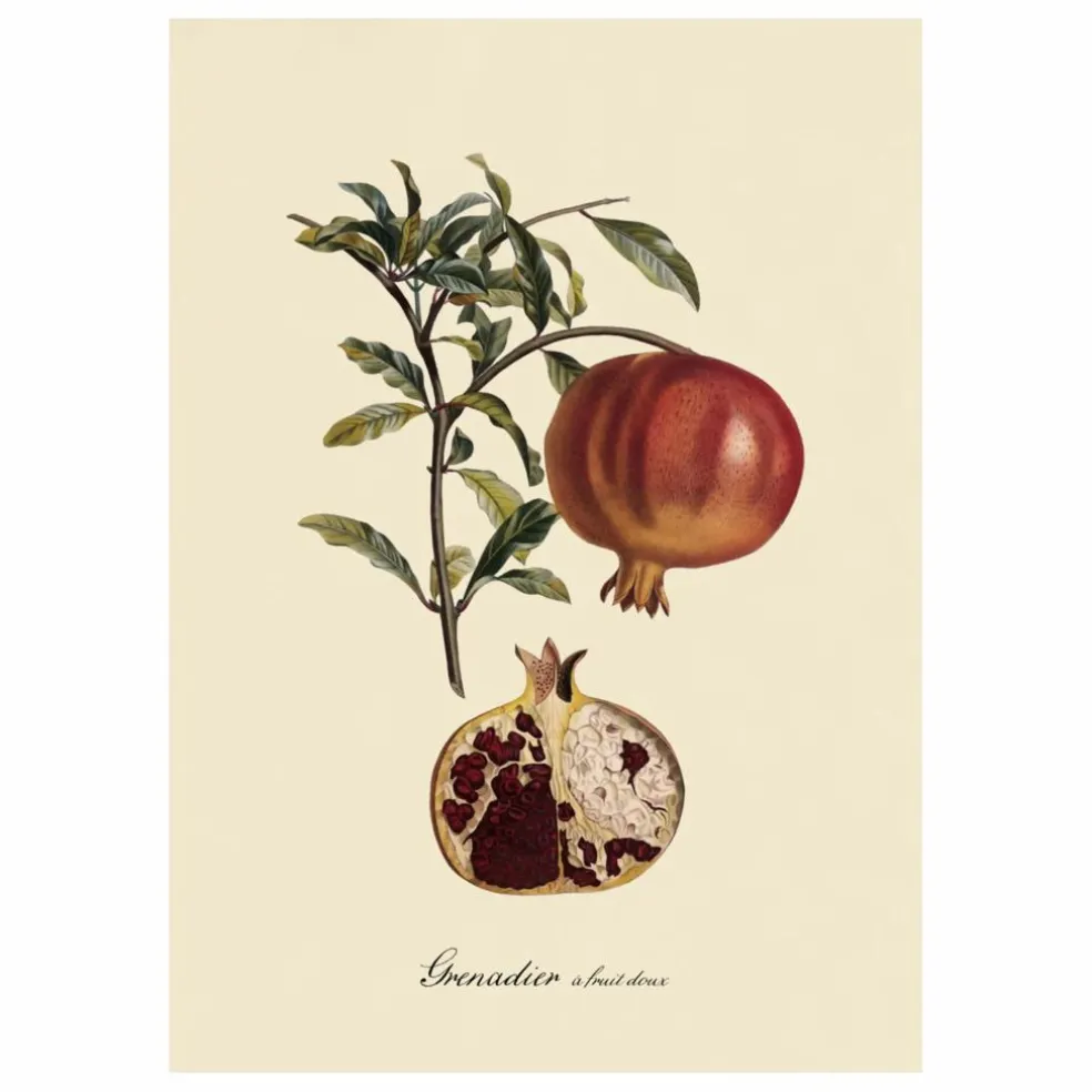 Affiche Grenadier à Fruit Doux