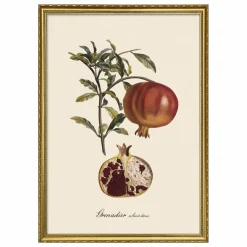 Affiche Grenadier à Fruit Doux