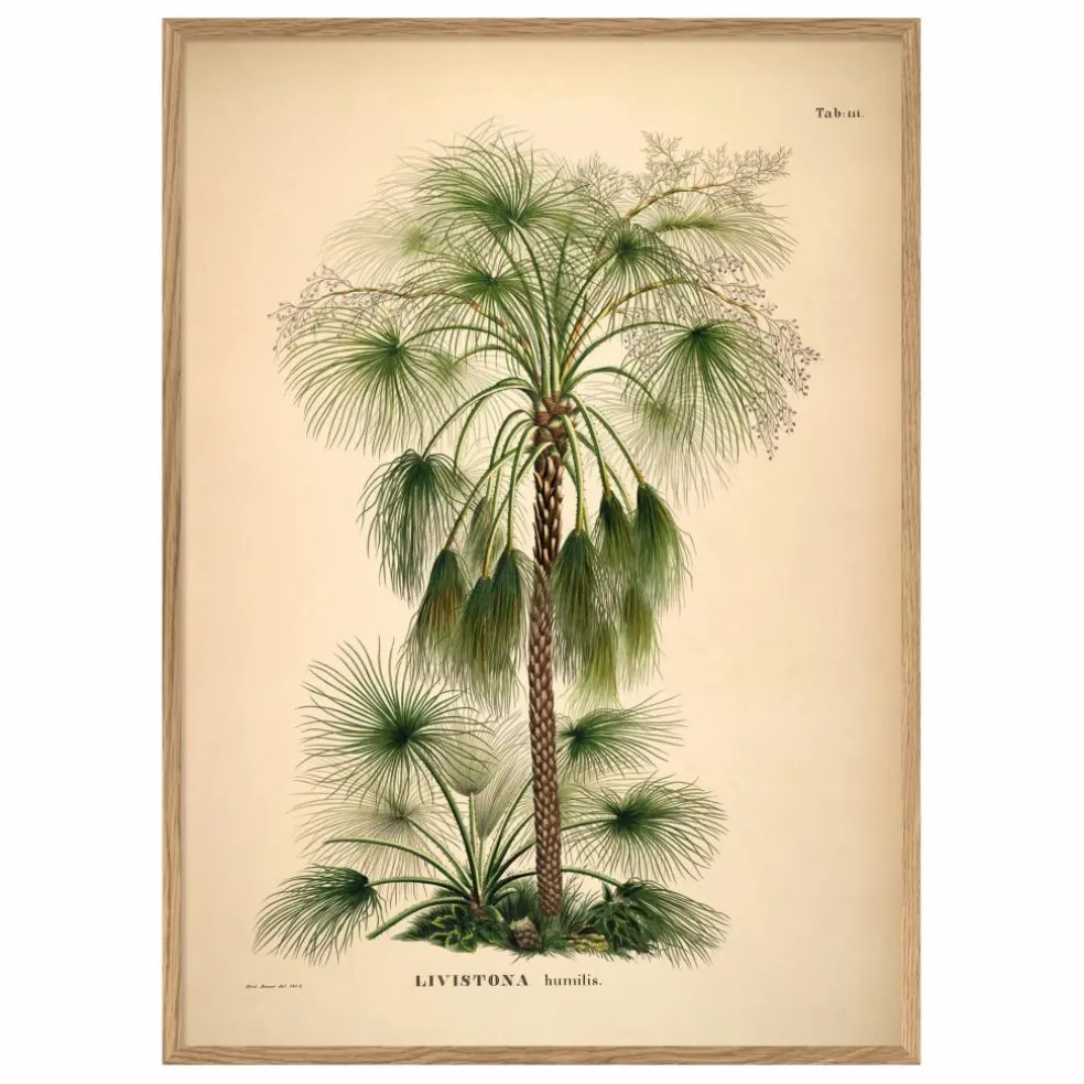 Affiche Livistona Humilis