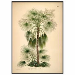 Affiche Livistona Humilis