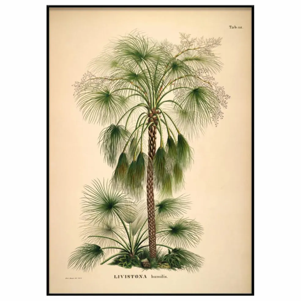 Affiche Livistona Humilis