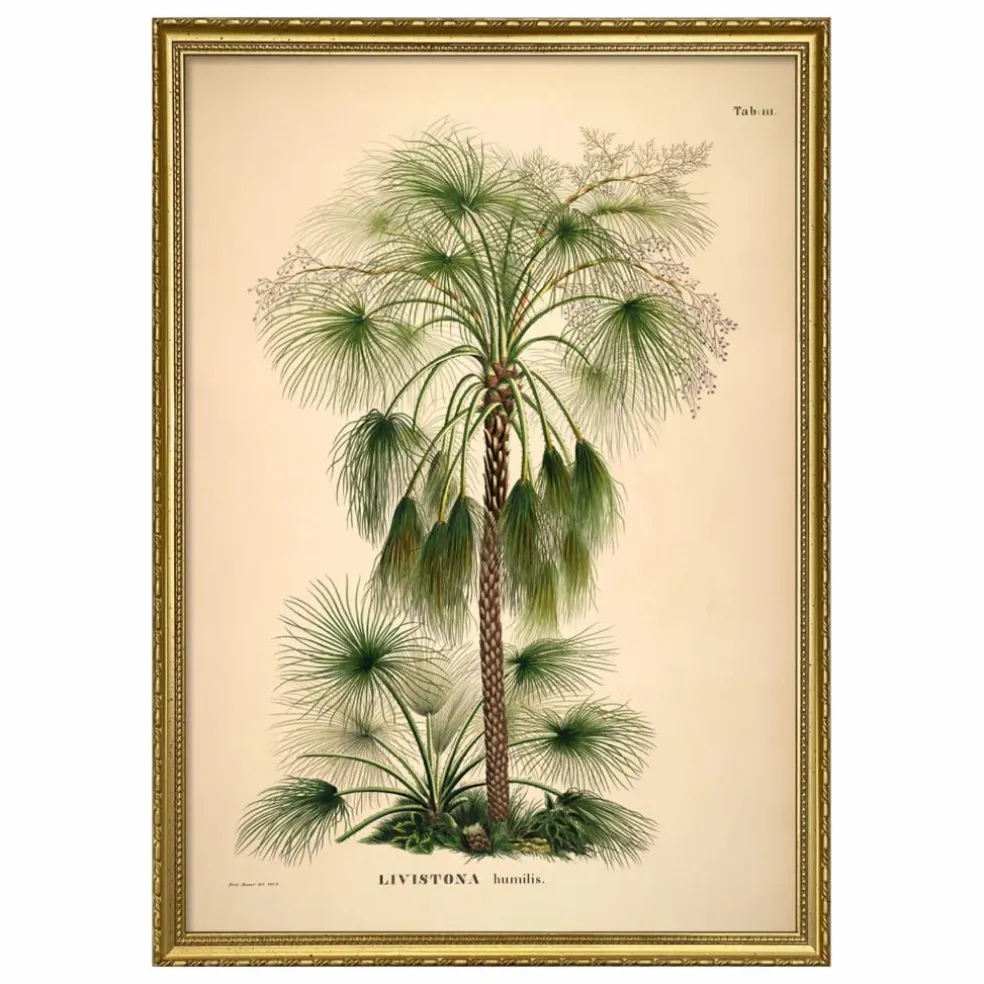 Affiche Livistona Humilis