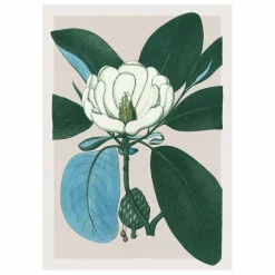 Affiche Magnolia Glauca