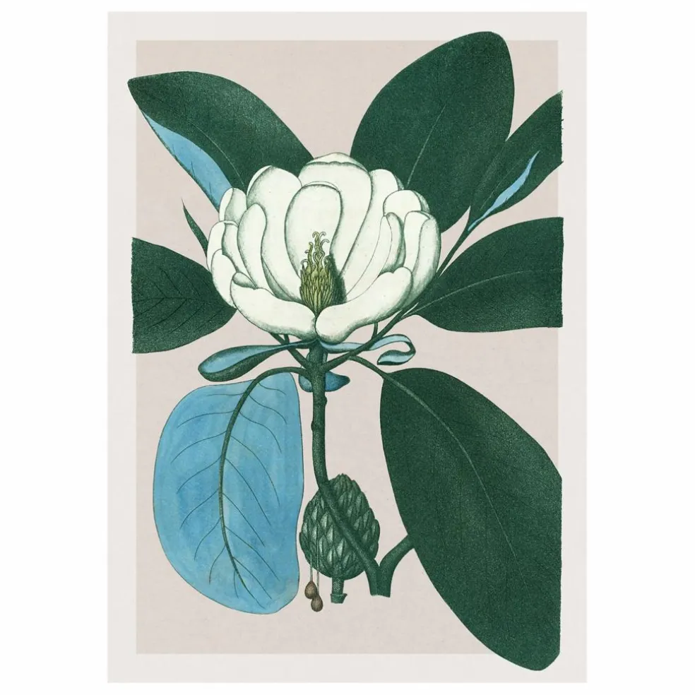 Affiche Magnolia Glauca