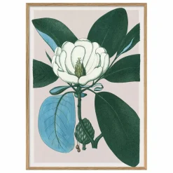 Affiche Magnolia Glauca