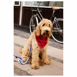 Bandana pour chien | Rouge