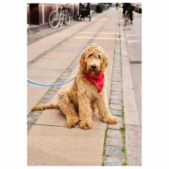 Bandana pour chien | Rouge