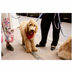 Bandana pour chien | Rouge