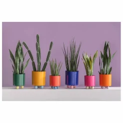 Cache-pot Double Funky | Rose