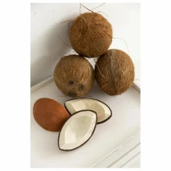 Coco la noix de coco de dentition | Blanc