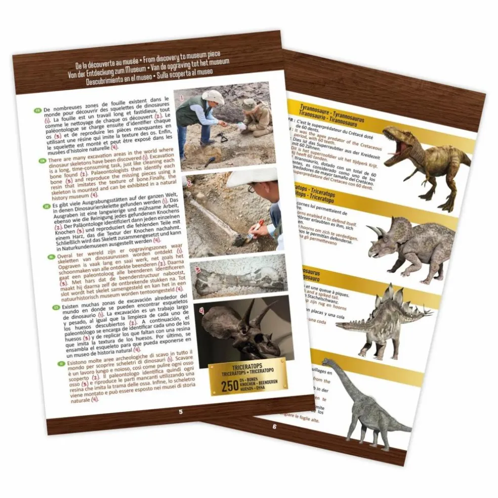 Coffret d'archéologie - Museum Dino Skull