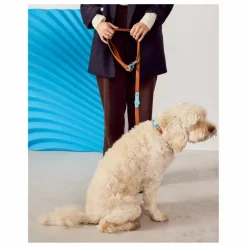 Collier pour chien | Chocolat