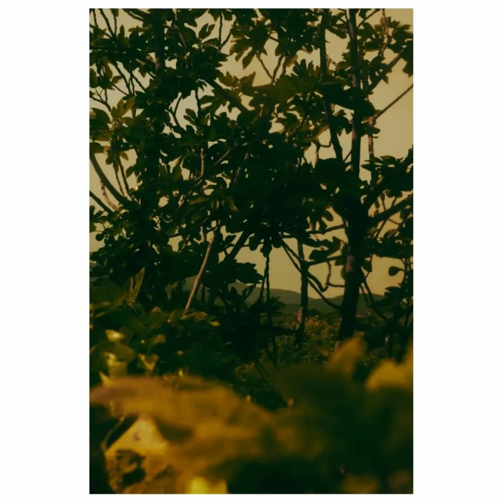 Eau de Parfum Virēre - 50ml