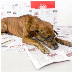 Jouet de fouille Newspapper | Multicolore
