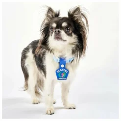 Médaille Begging Champion | Bleu