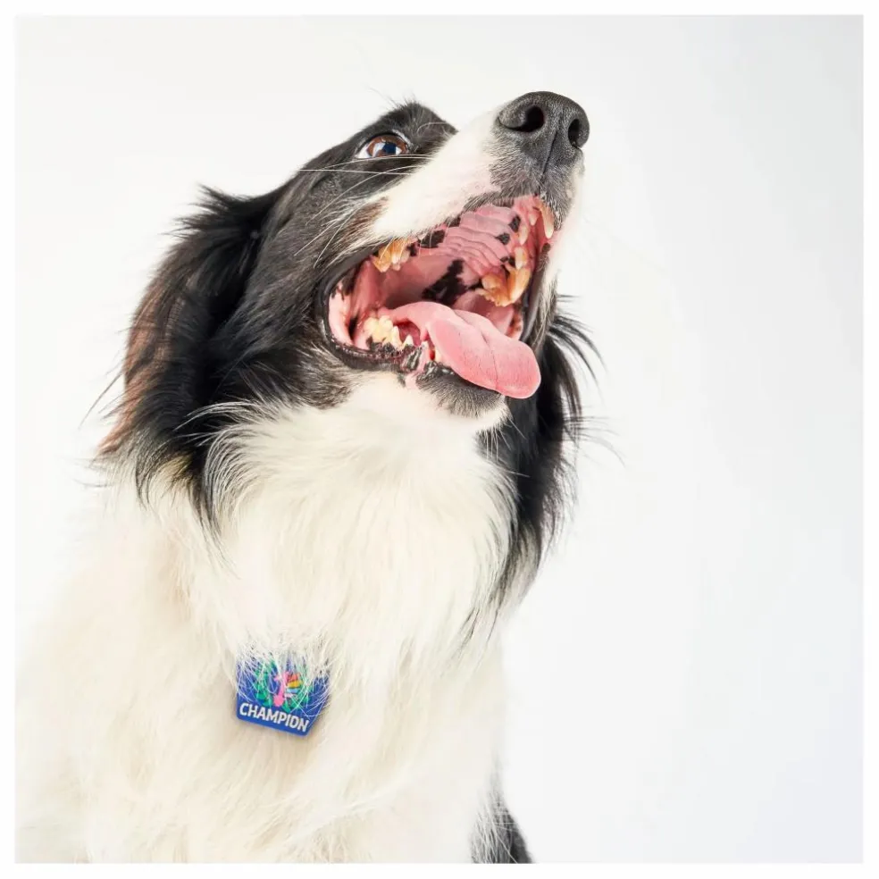 Médaille Begging Champion | Bleu