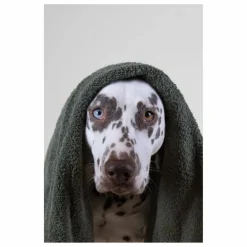 Shampoing pour chien sans sulfate Holidog - 480ml