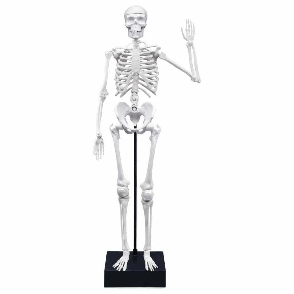 Squelette 45 cm