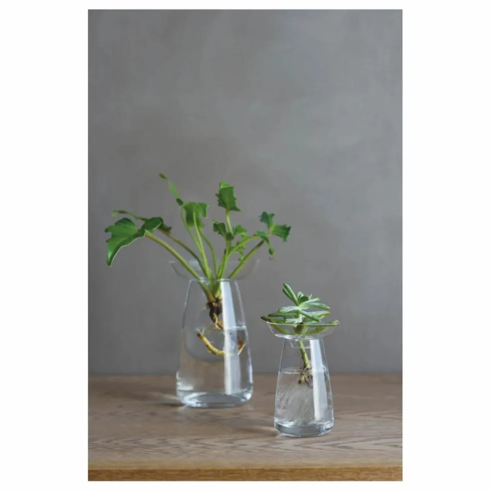 Vase en verre Aquaculture | Transparent